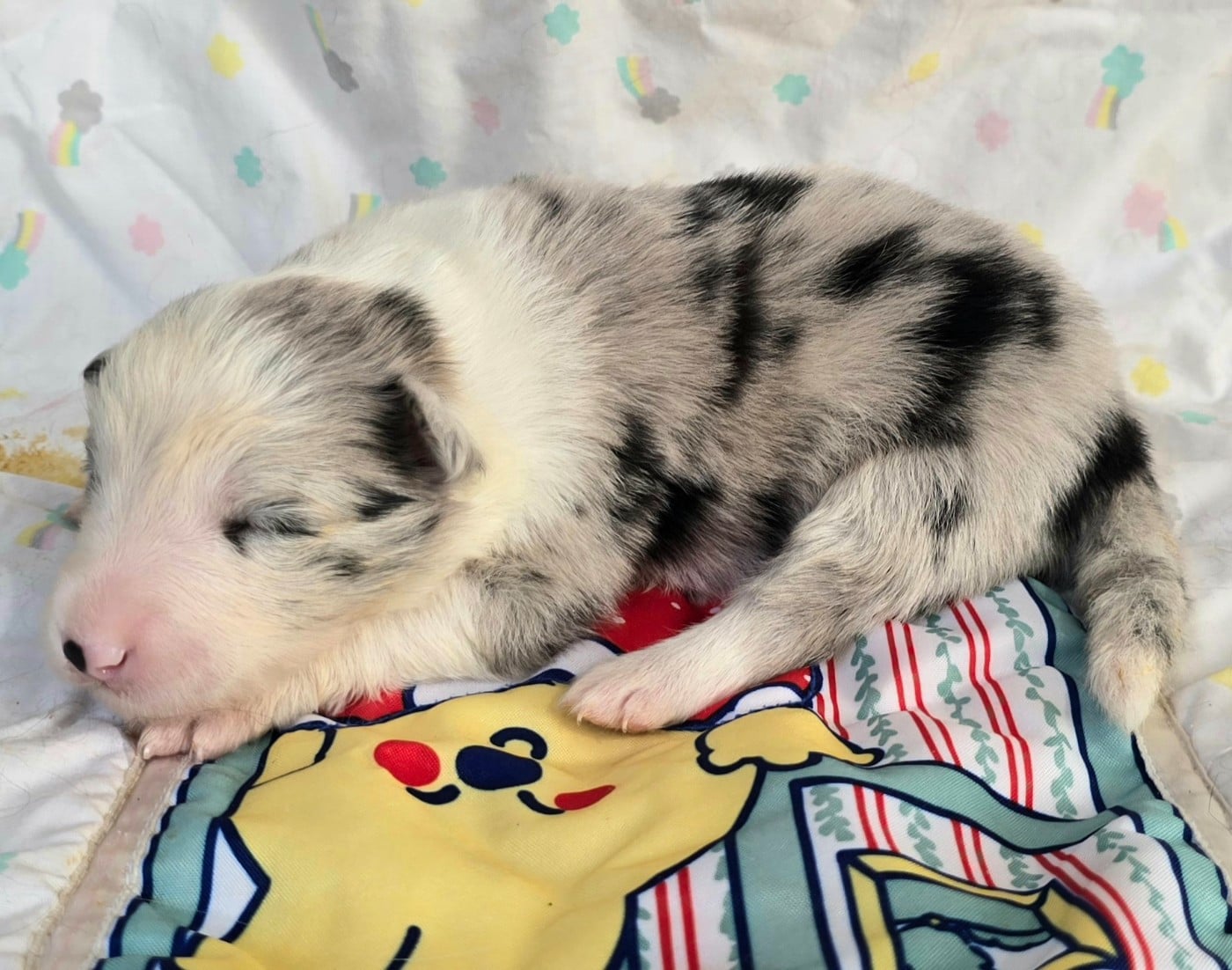 - CHIOT FEMELLE N°5 BLEUE MERLE ET BLANCHE.