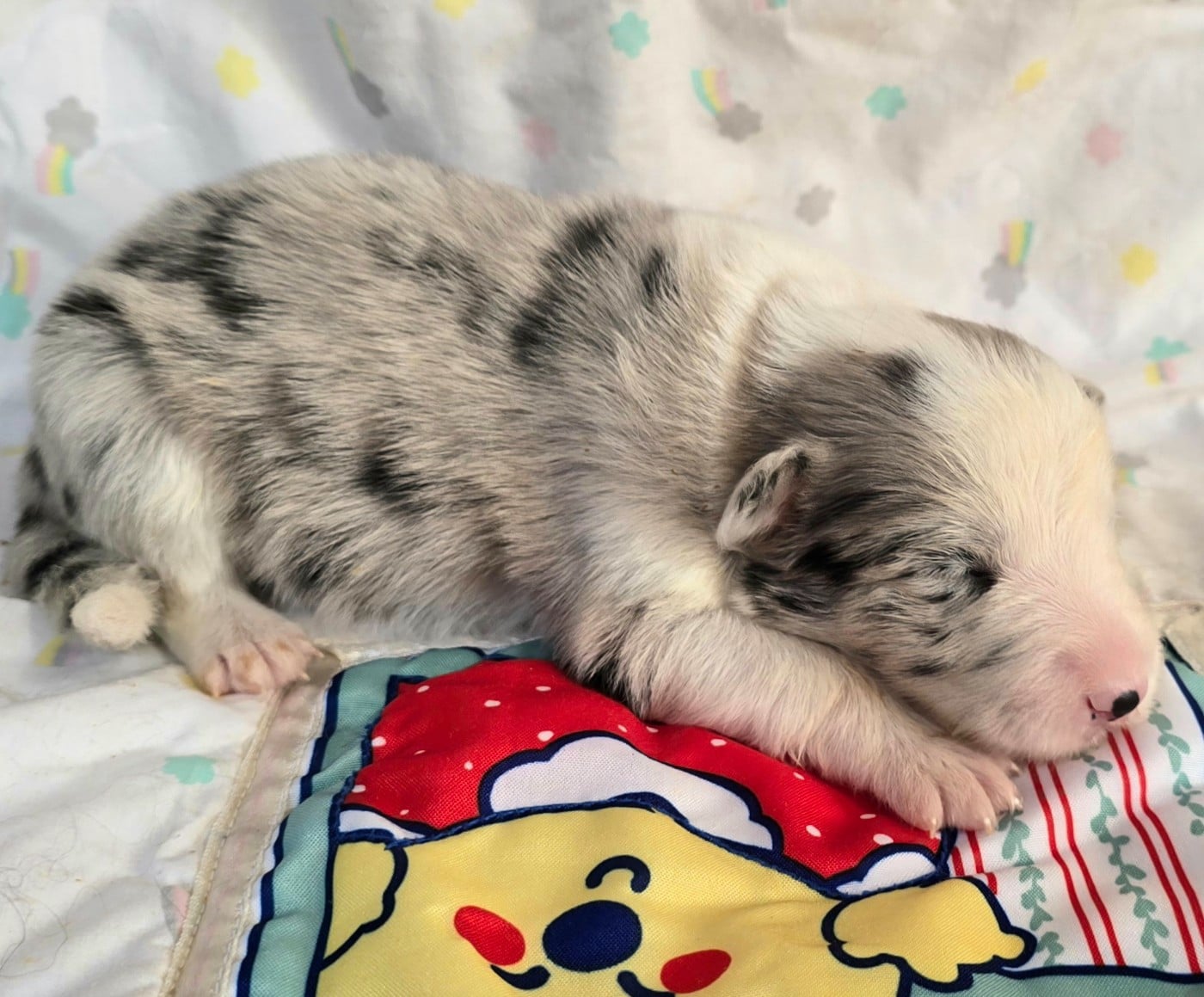 - CHIOT FEMELLE N°5 BLEUE MERLE ET BLANCHE.