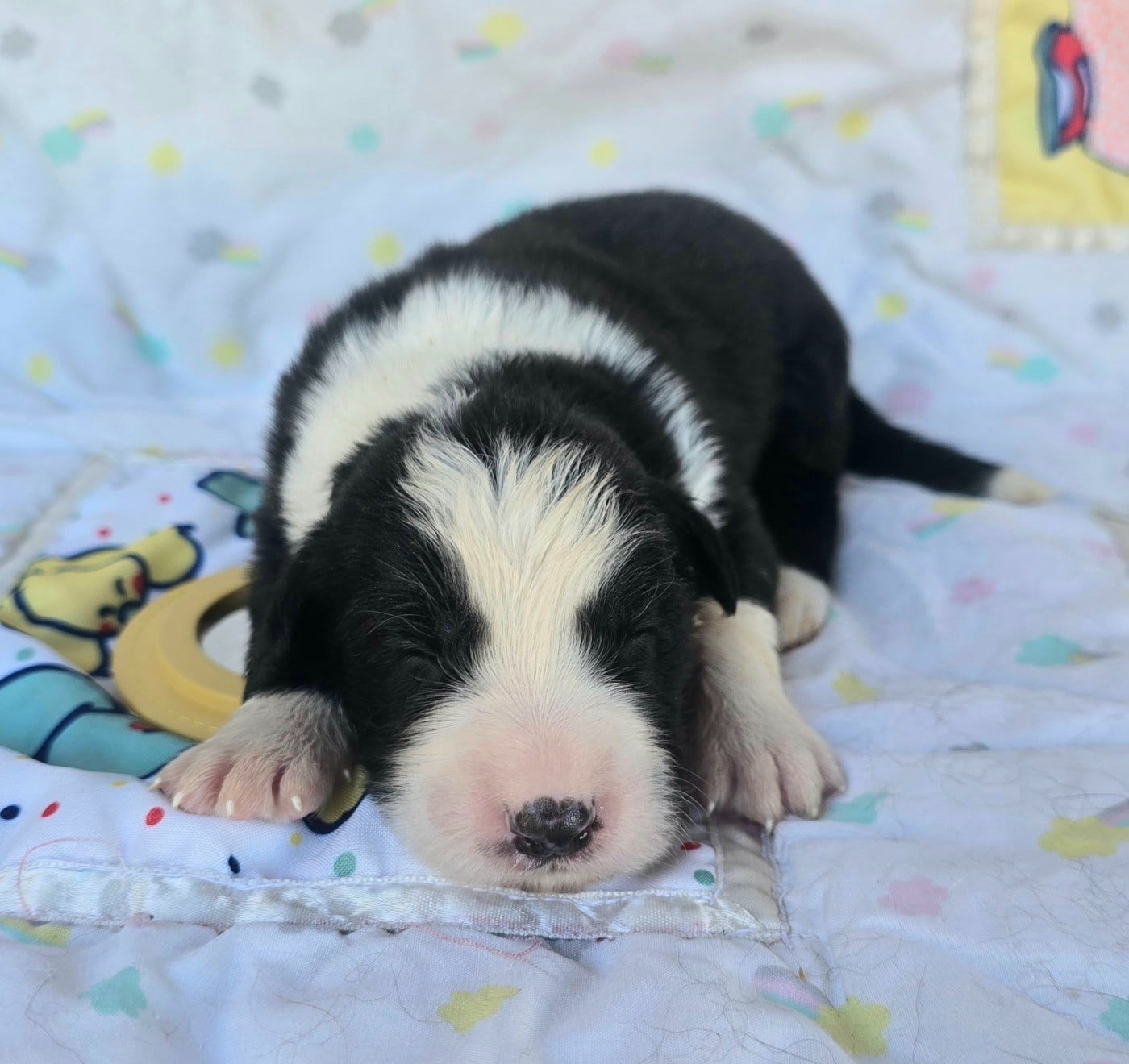 - CHIOT FEMELLE N°6 NOIRE ET BLANCHE.