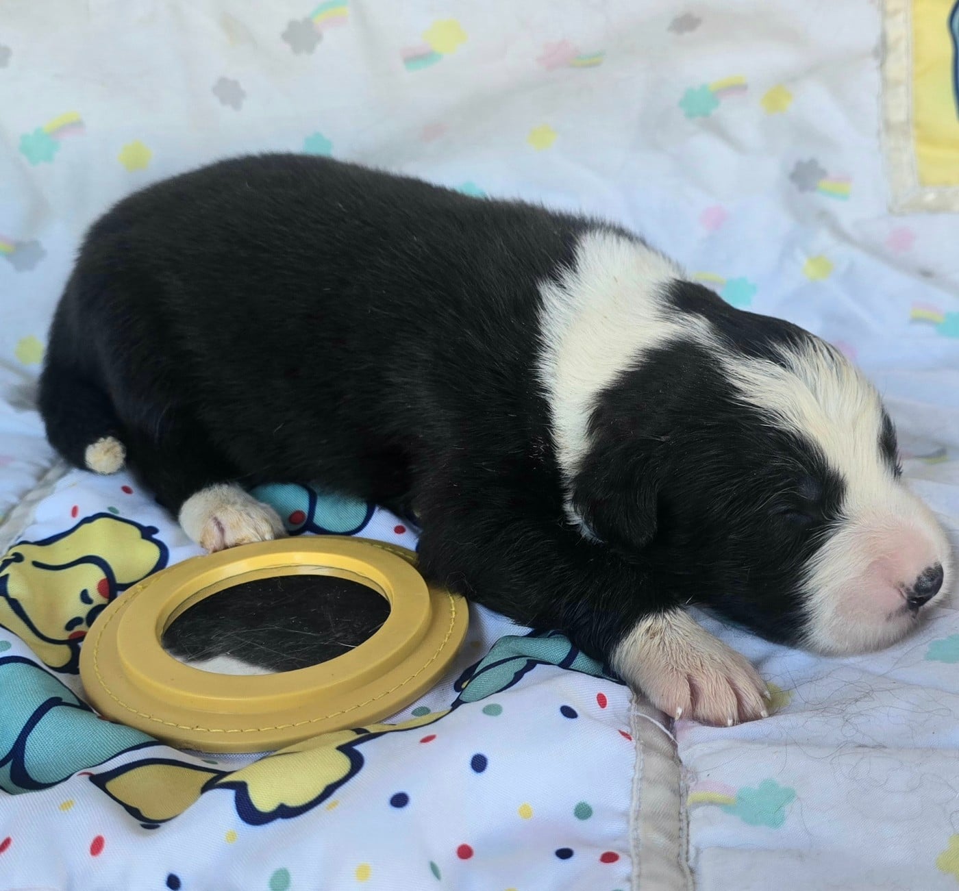 - CHIOT FEMELLE N°6 NOIRE ET BLANCHE.