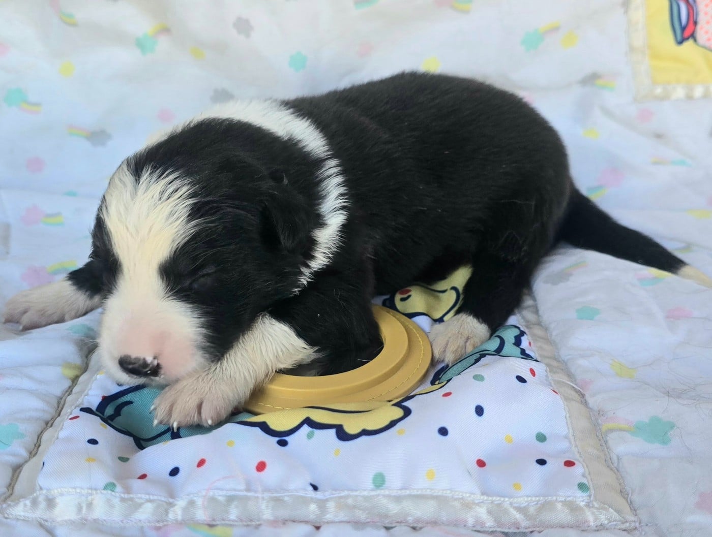 - CHIOT FEMELLE N°6 NOIRE ET BLANCHE.