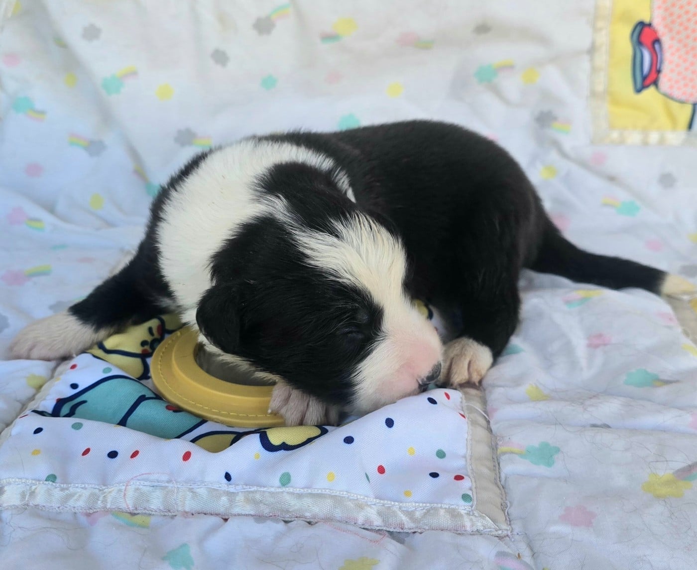 - CHIOT FEMELLE N°6 NOIRE ET BLANCHE.