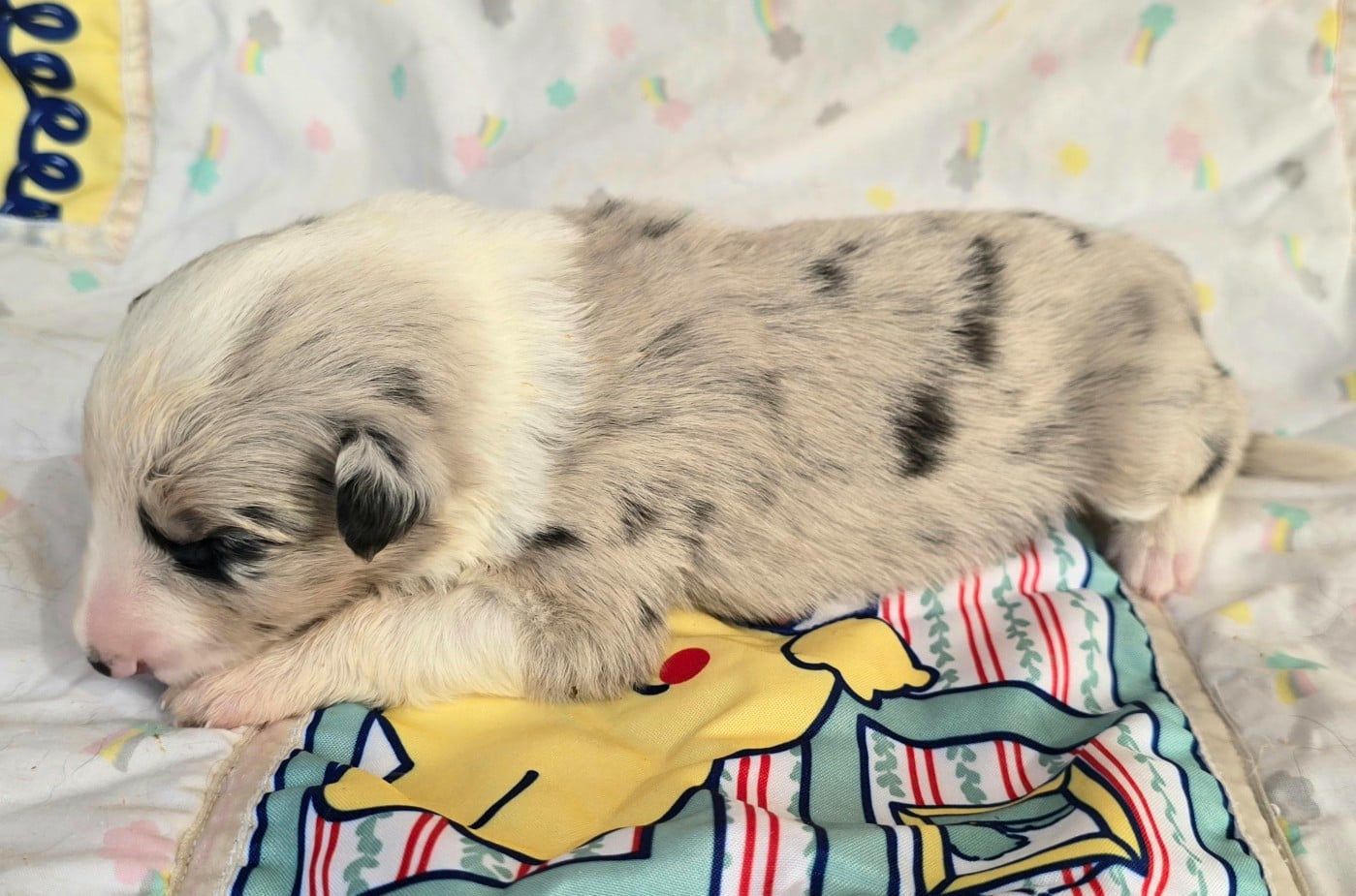 - CHIOT FEMELLE N°7 BLEUE MERLE TRICOLORE .