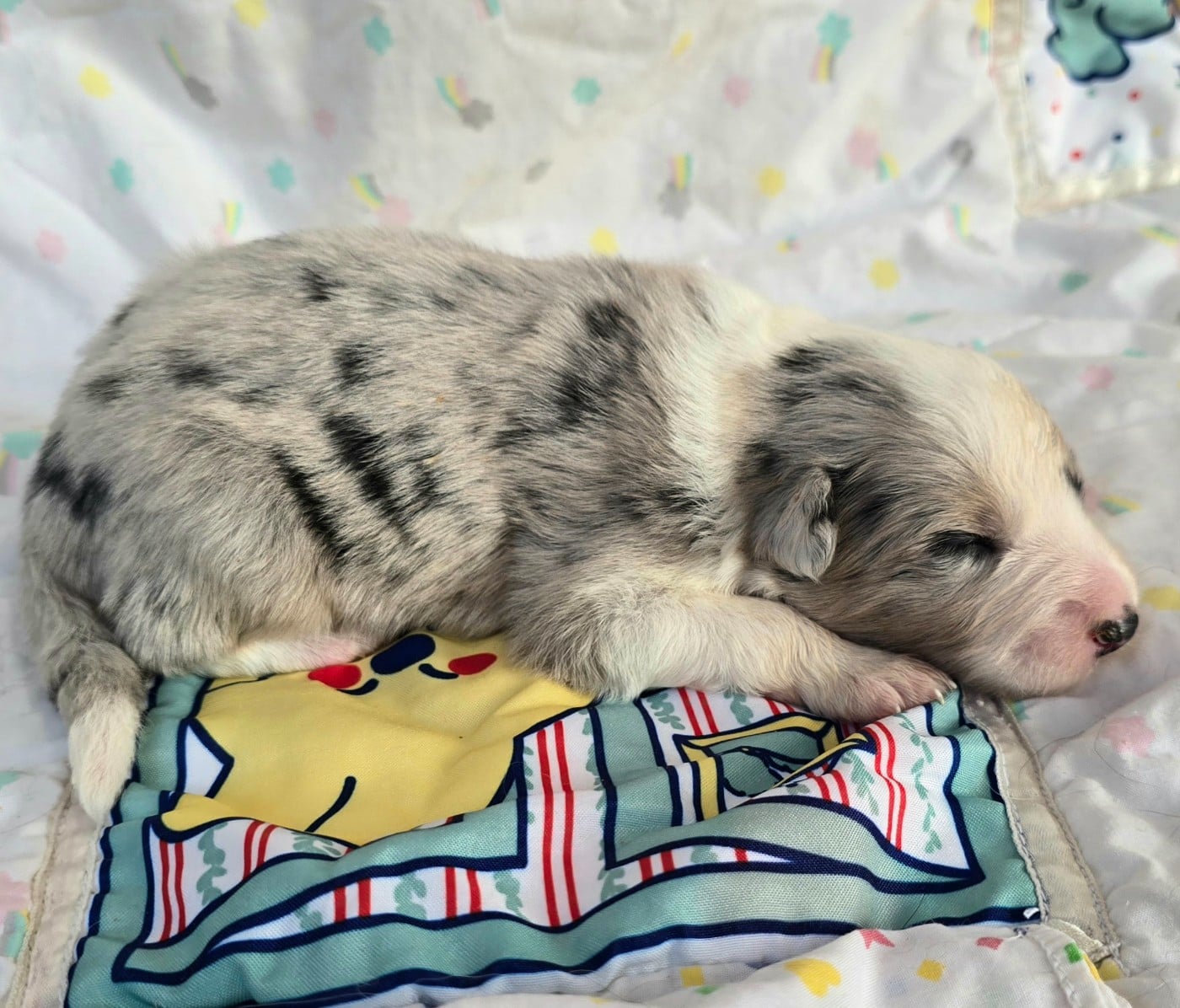 - CHIOT FEMELLE N°7 BLEUE MERLE TRICOLORE .