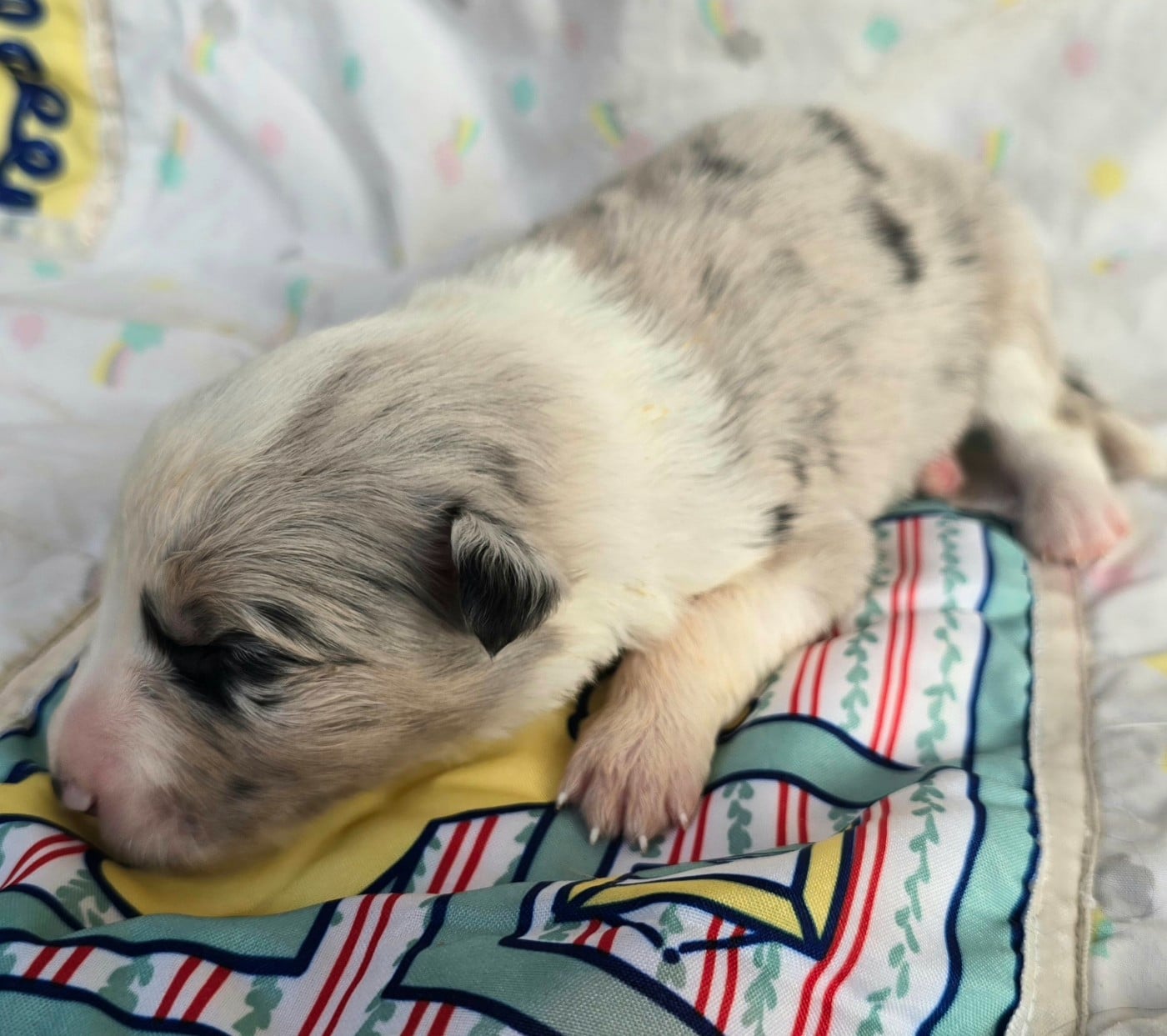 - CHIOT FEMELLE N°7 BLEUE MERLE TRICOLORE .