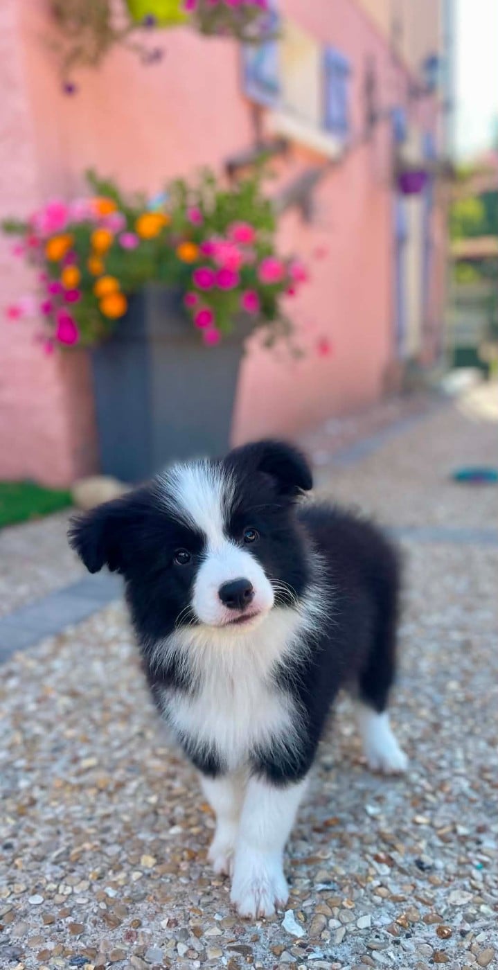 Border Collie - du Paradis des P'tits Cracks