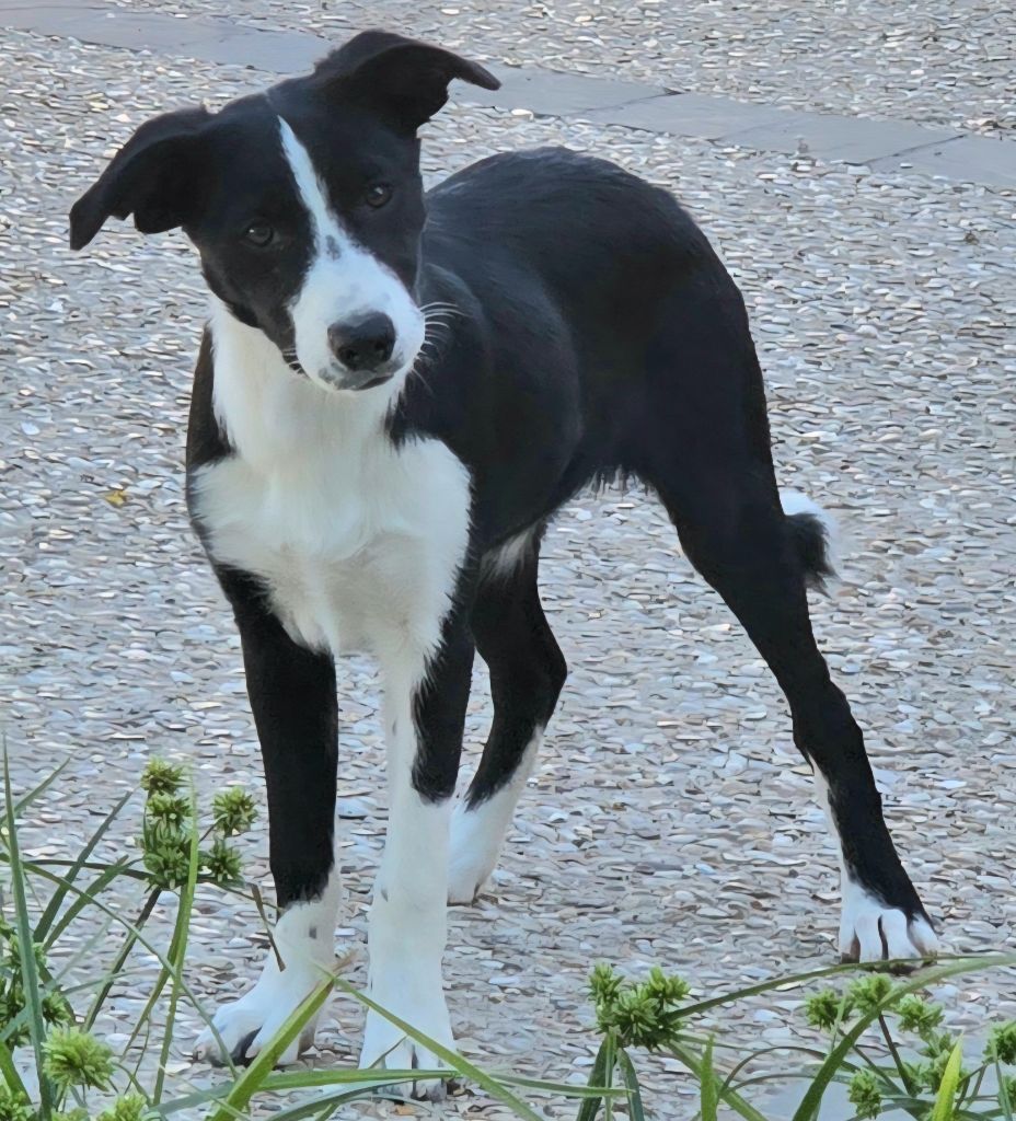 *  AKUNA du Paradis des P'tits Cracks *