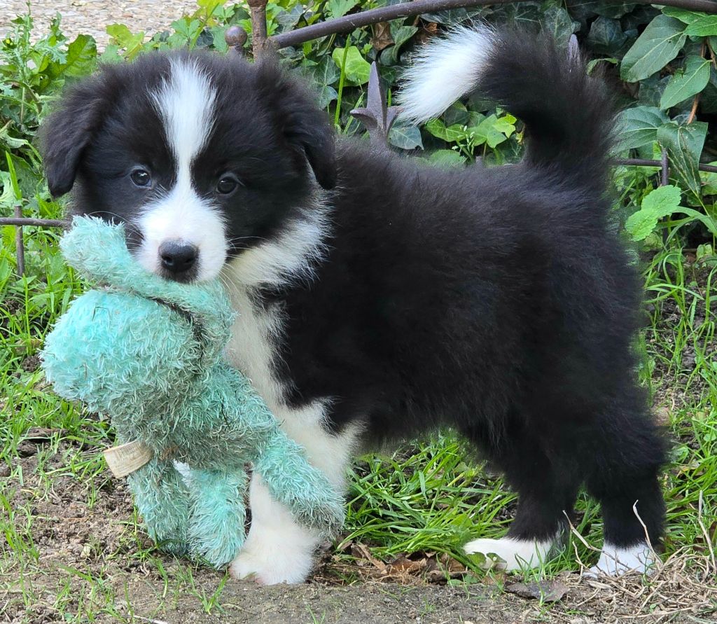 * AYLA  du Paradis des P'tits Cracks  *