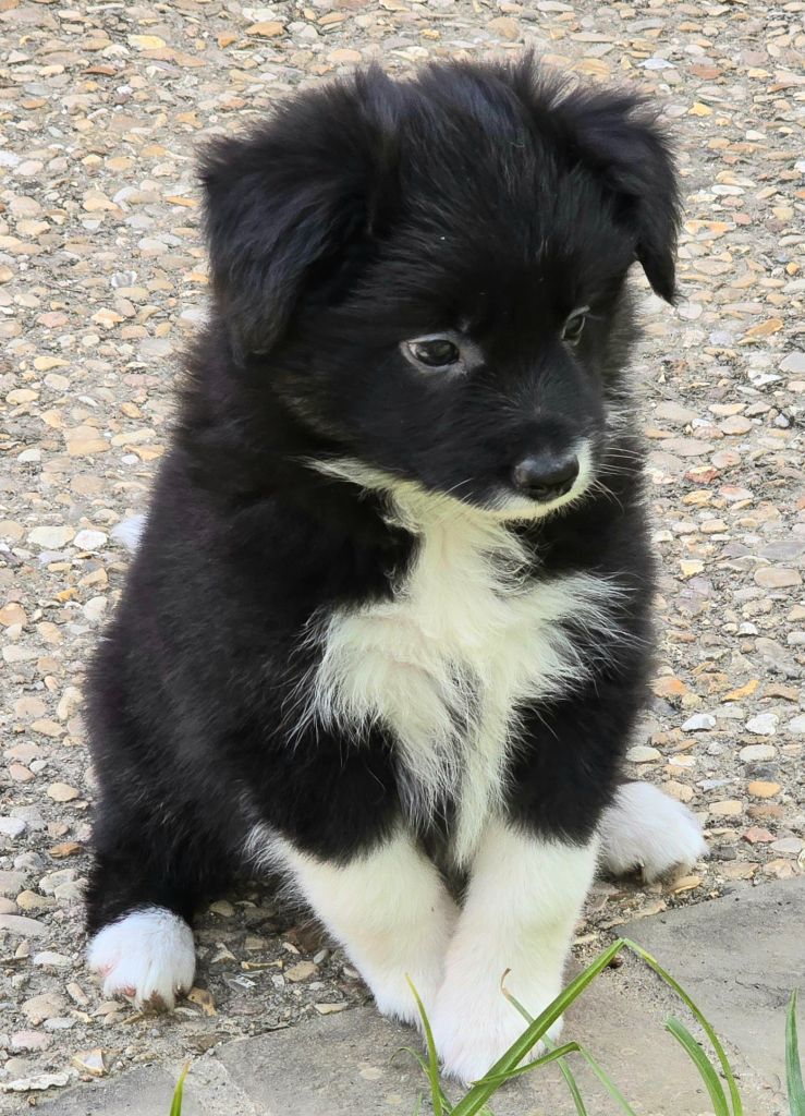 * VAÏA du Paradis des P'tits Cracks *