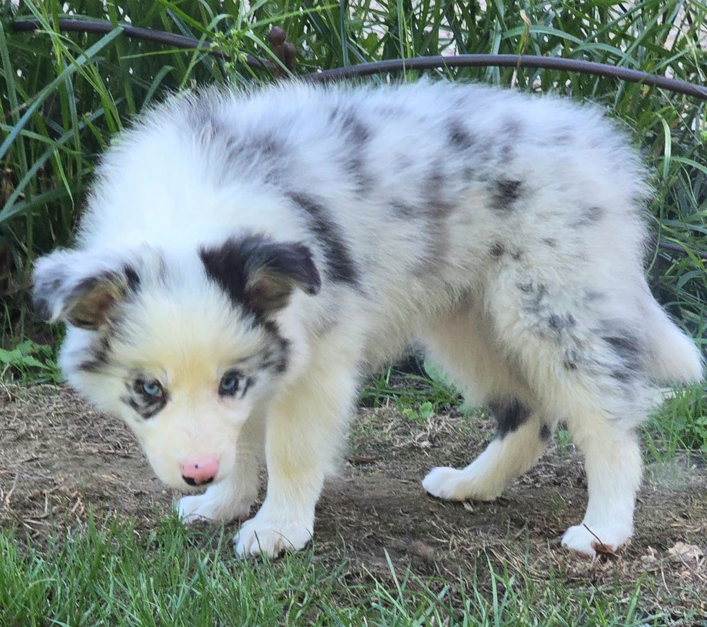 * AMBBRE du Paradis des P'tits Cracks *