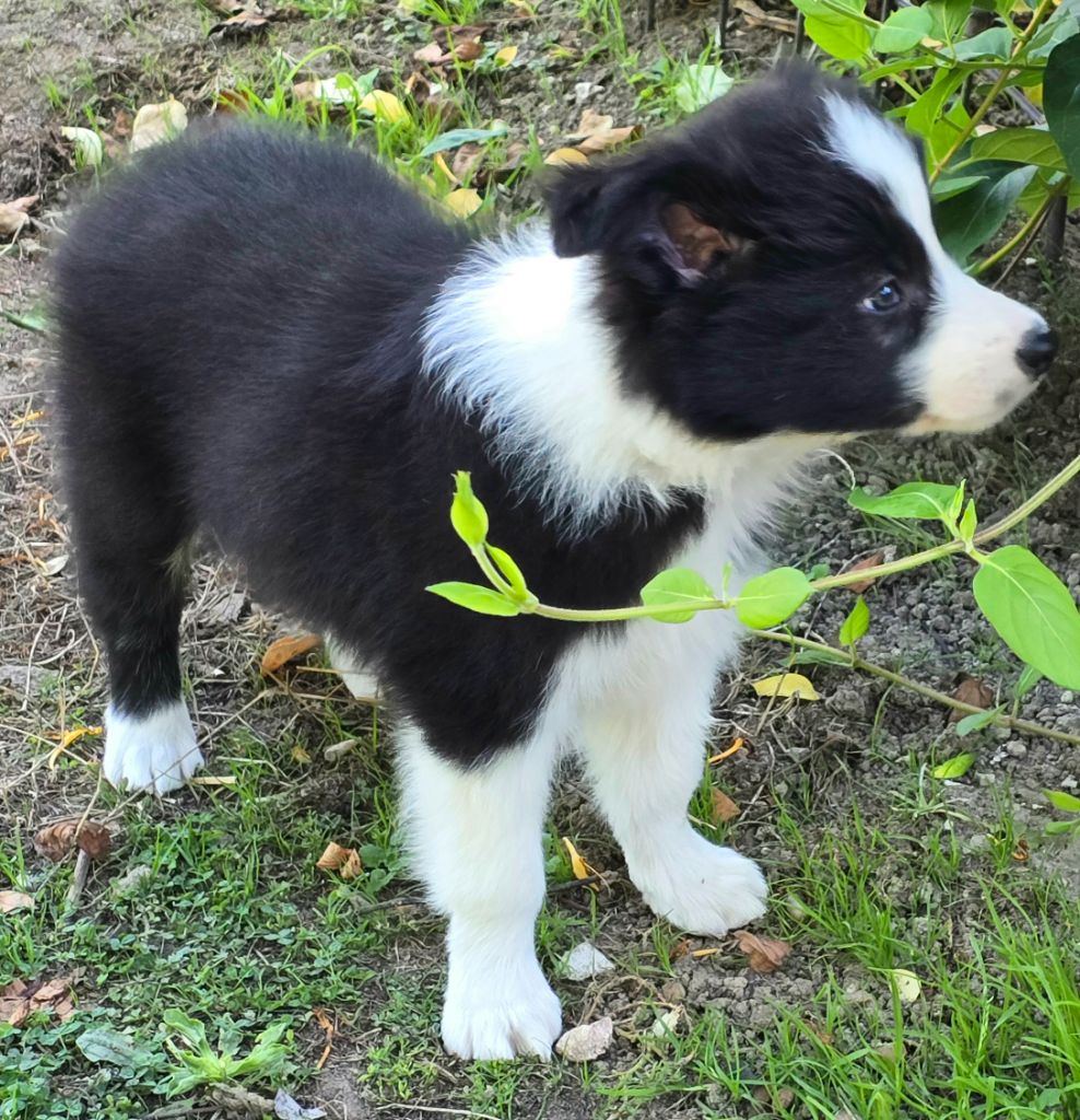 * APPY du Paradis des P'tits Cracks. *