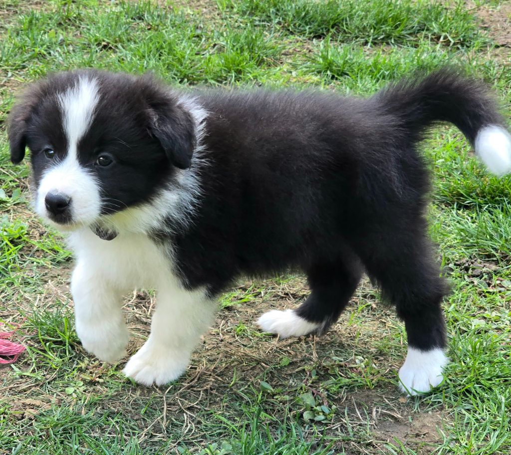 * AYLA  du Paradis des P'tits Cracks  *