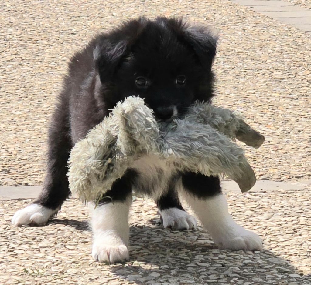 * VAÏA du Paradis des P'tits Cracks *