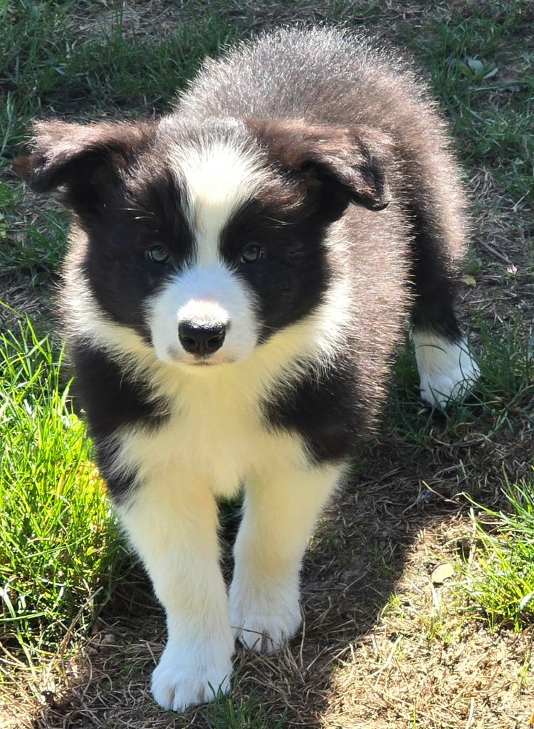 * APPY du Paradis des P'tits Cracks. *