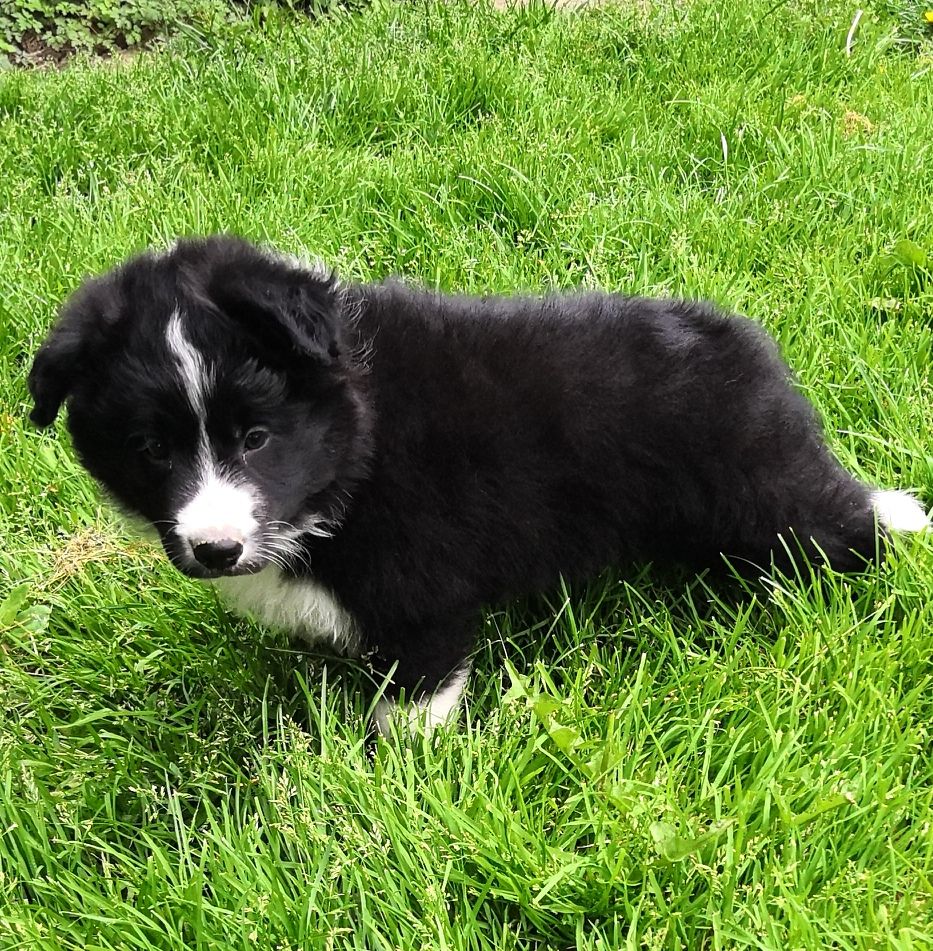 *  PRIAM  du Paradis des P'tits Cracks *