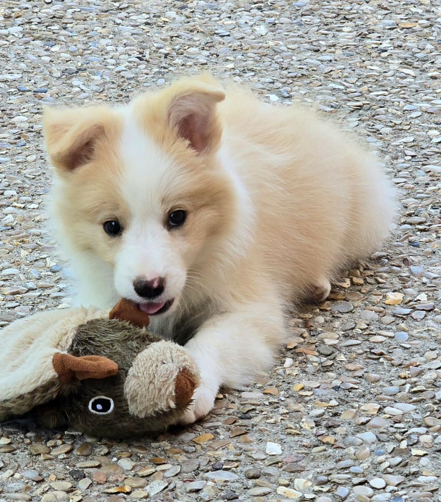 *  AÏKO du Paradis des P'tits Cracks *