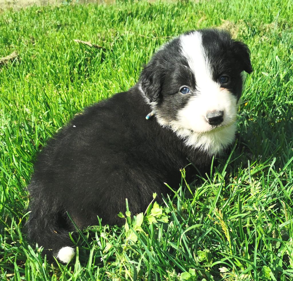 Du Paradis Des Petit Crack Border Collie