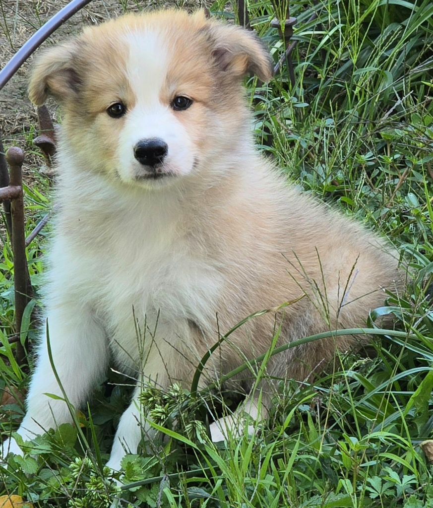 * ASTON du Paradis des P'tits Cracks. *