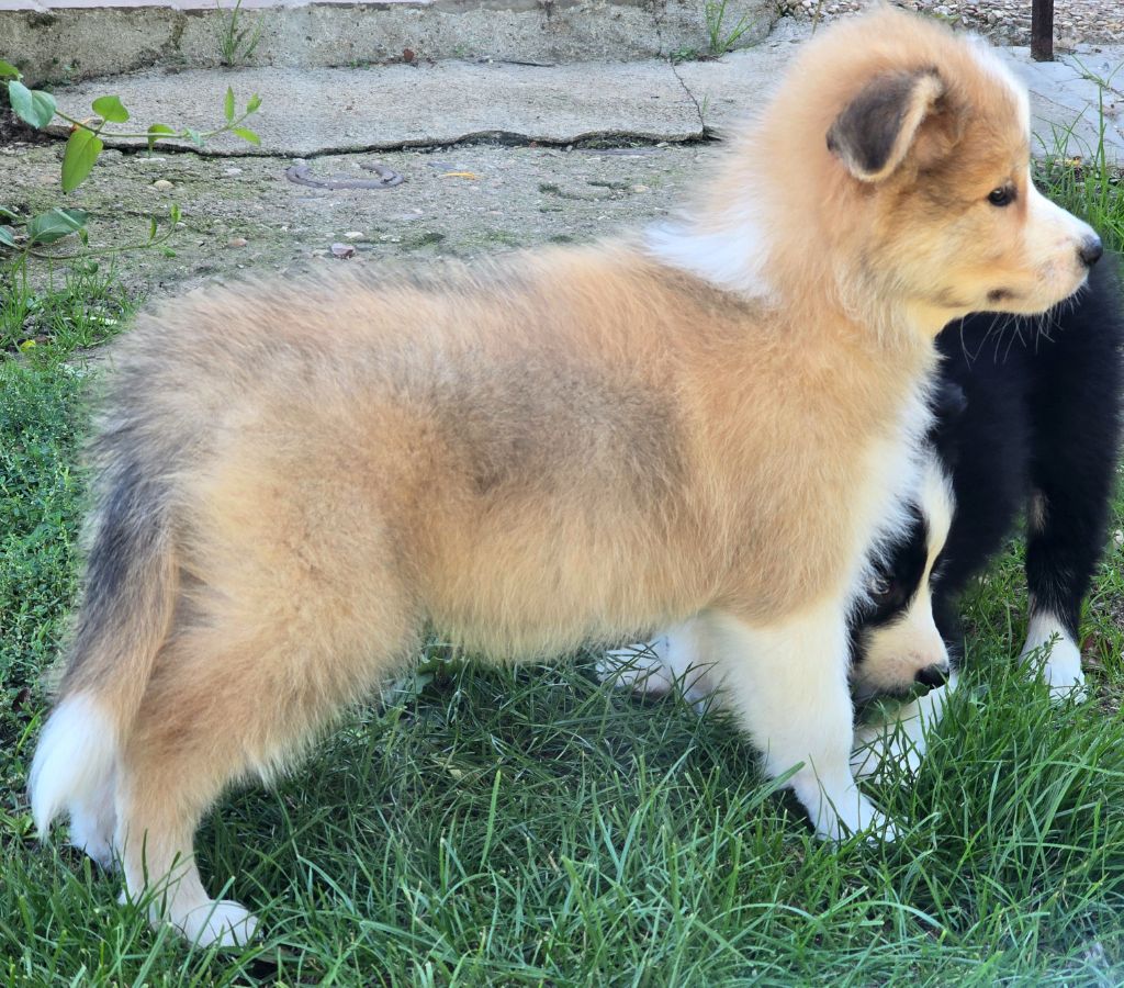 * ASTON du Paradis des P'tits Cracks. *