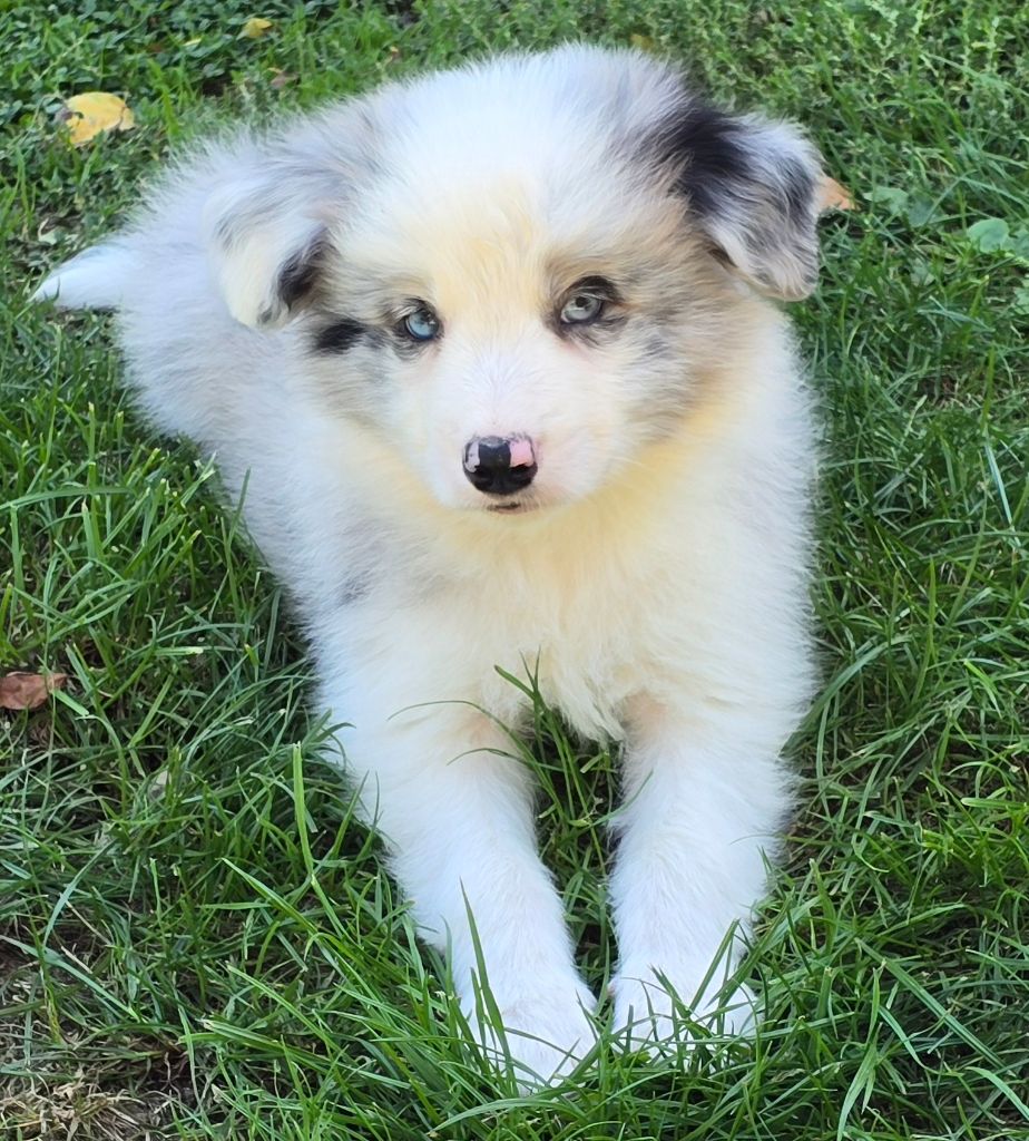 * AZUR du Paradis des P'tits Cracks  *