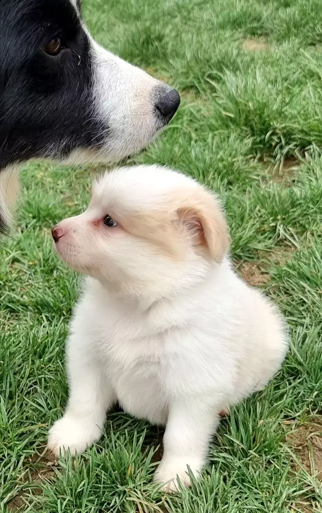 *  TORNADE du Paradis des P'tits Cracks *