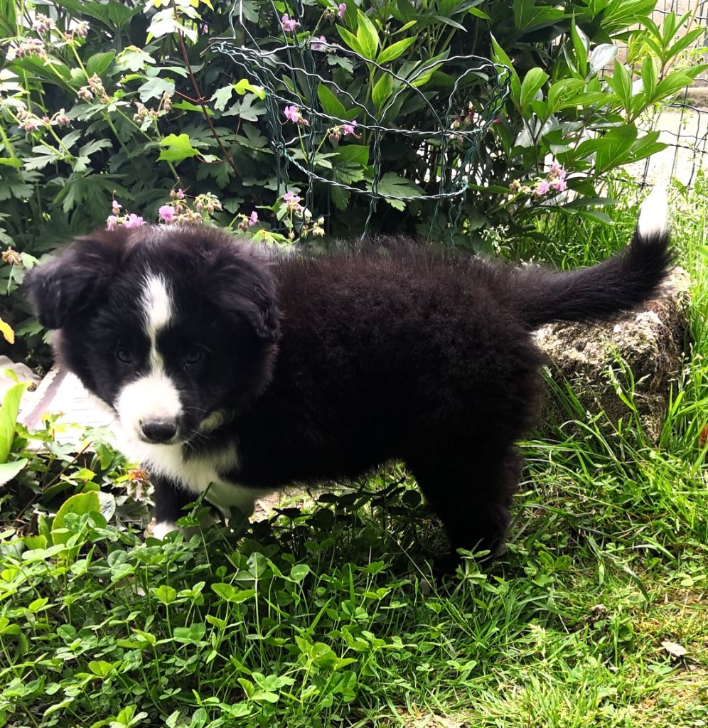 *  PEGGY du Paradis des P'tits Cracks *