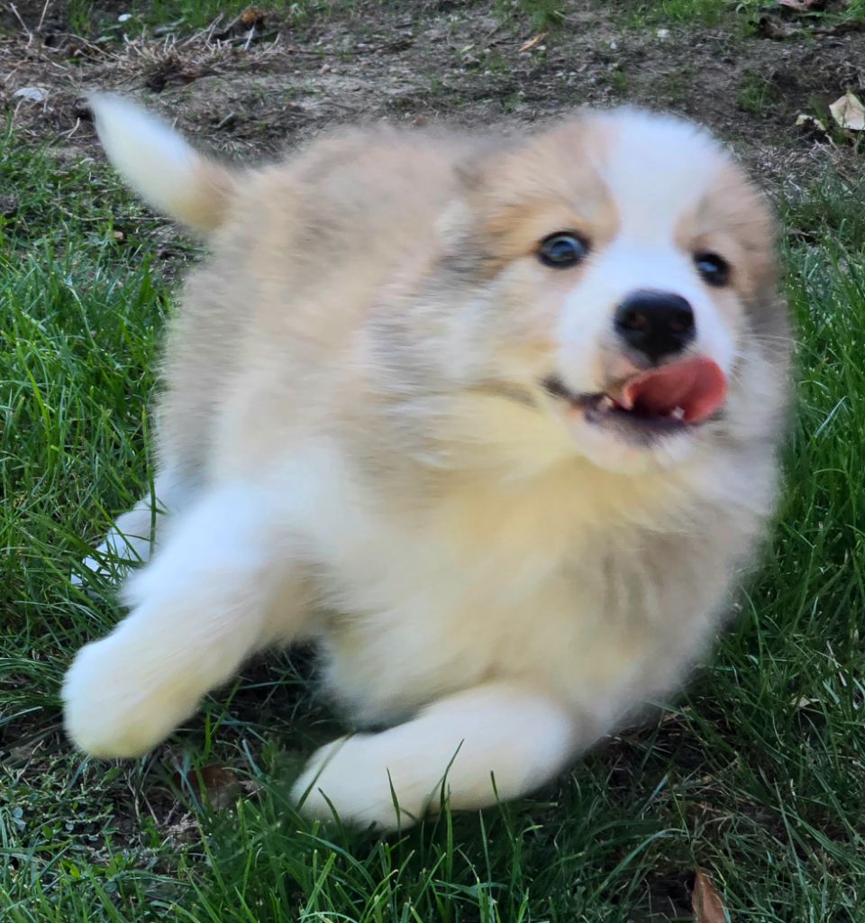 * ASTON du Paradis des P'tits Cracks. *