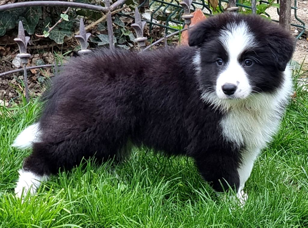 *  TOMMY  du Paradis des P'tits Cracks *