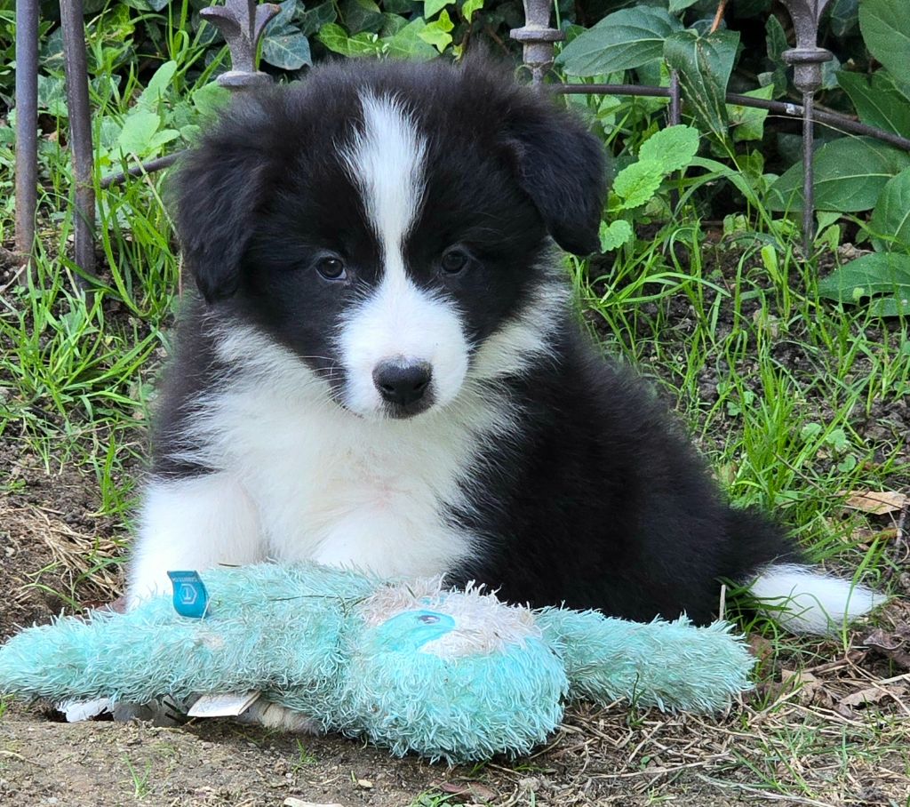 * AYLA  du Paradis des P'tits Cracks  *