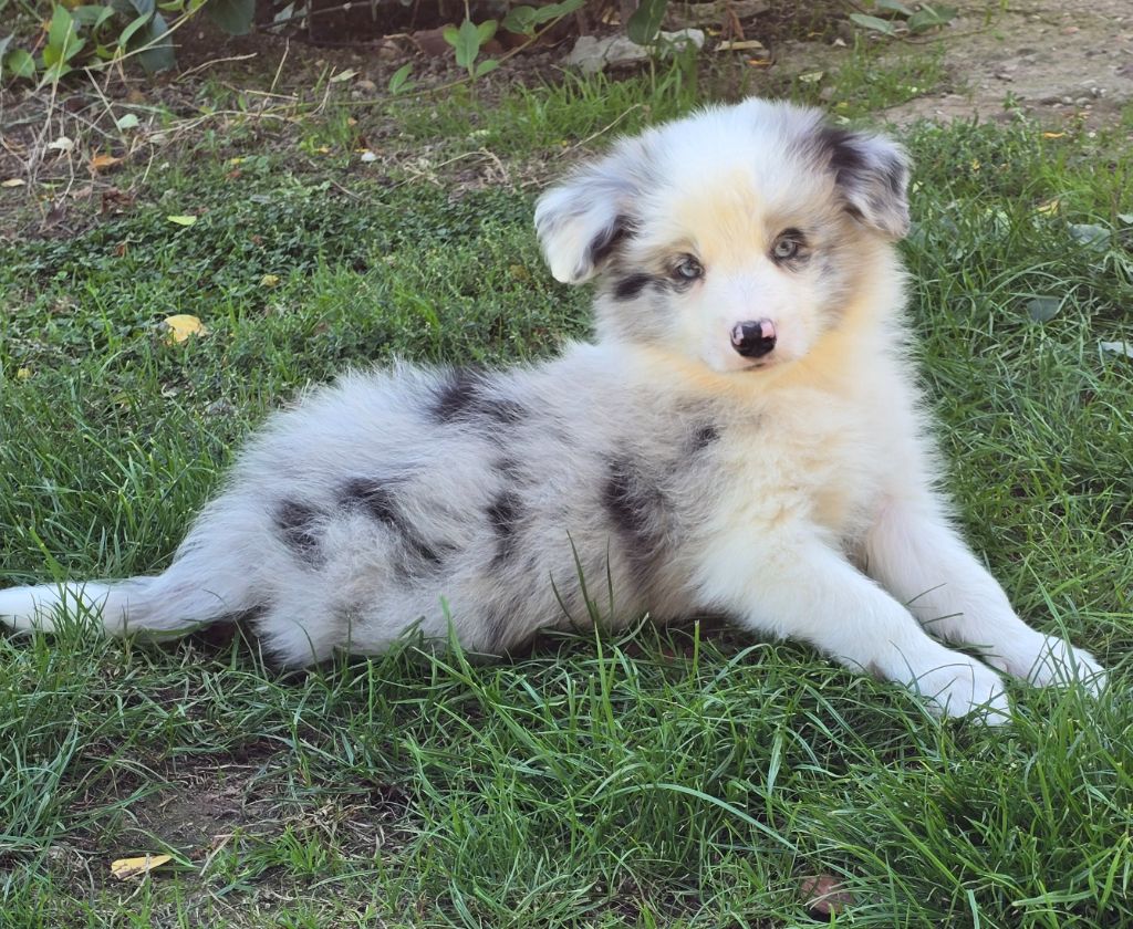 * AZUR du Paradis des P'tits Cracks  *