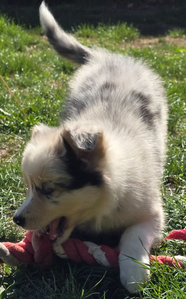 * ABBY du Paradis des P'tits Cracks  *