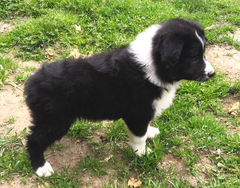 *  PRIAM  du Paradis des P'tits Cracks *