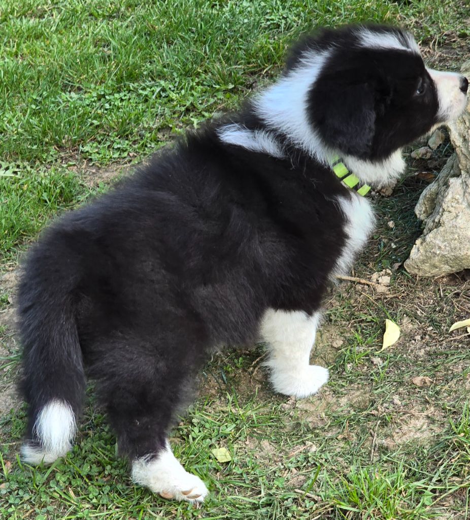 * AÏKA du Paradis des P'tits Cracks *