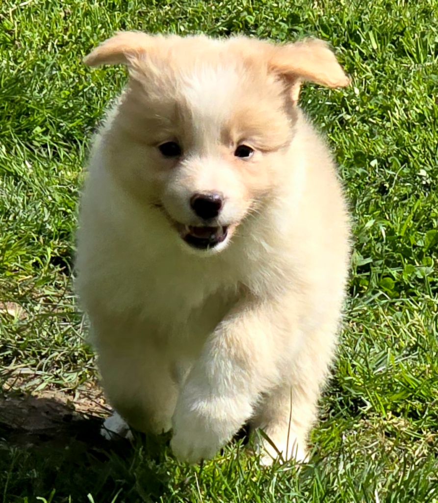 * VICKY du Paradis des P'tits Cracks *