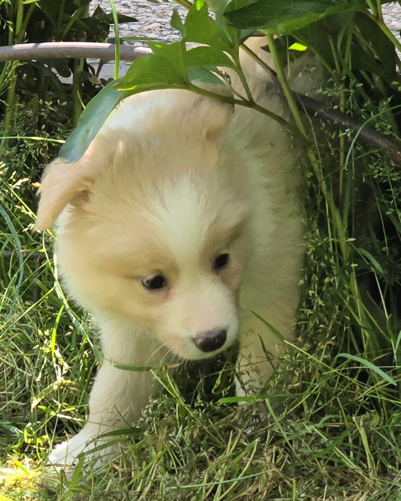 * VICKY du Paradis des P'tits Cracks *