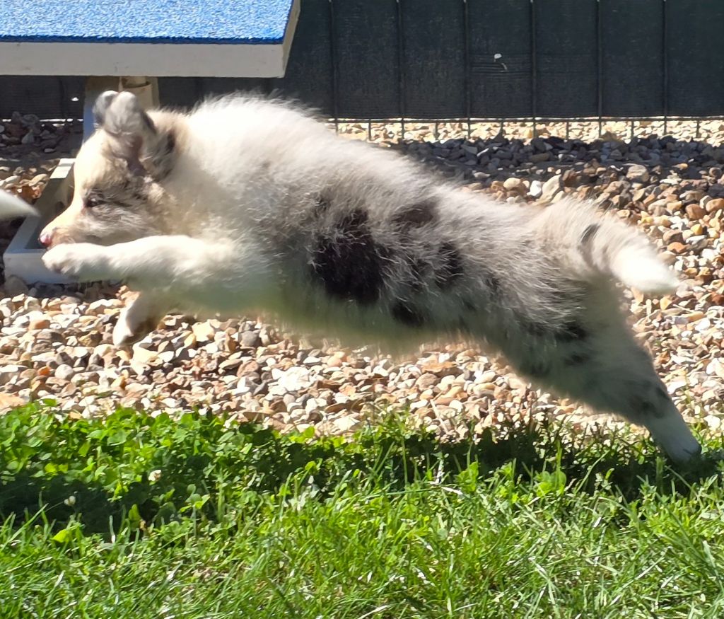 * AÏKA du Paradis des P'tits Cracks *