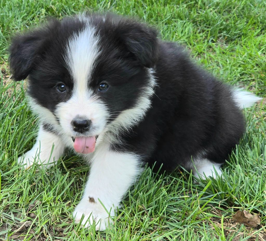 * ASKA  du Paradis des P'tits Cracks  *