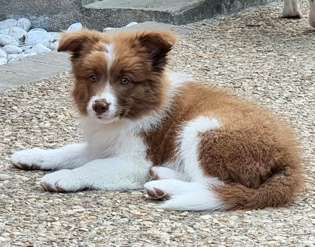 Du Paradis Des Petit Crack Border Collie