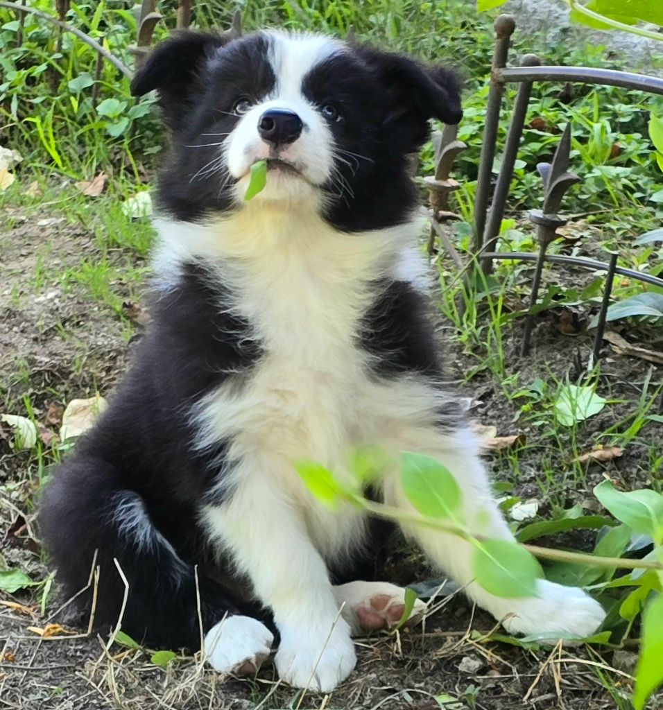 * APPY du Paradis des P'tits Cracks. *