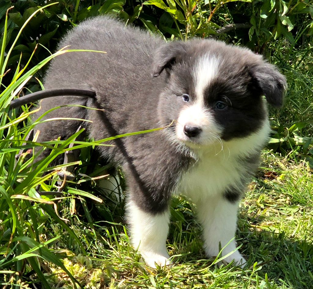 * VICK du Paradis des P'tits Cracks *