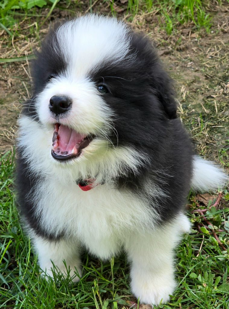 * AYA du Paradis des P'tits Cracks  *