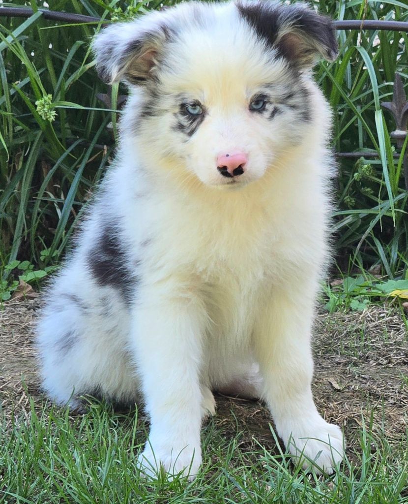 * AMBBRE du Paradis des P'tits Cracks *