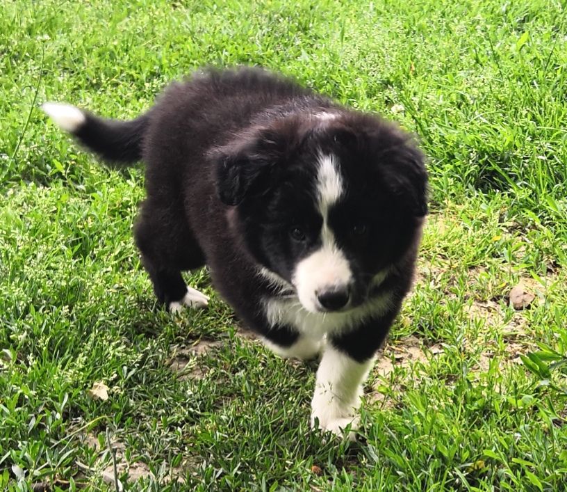 *  PEGGY du Paradis des P'tits Cracks *