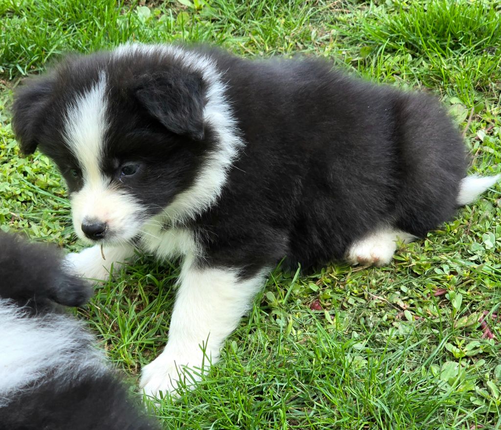 * ASKA  du Paradis des P'tits Cracks  *