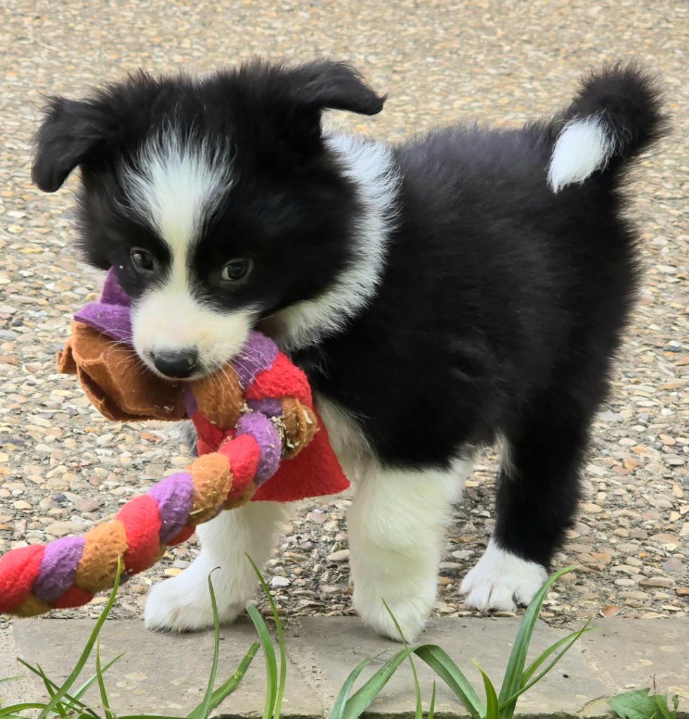 * CHIOT FEMELLE NOIRE ET BLANCHE *
