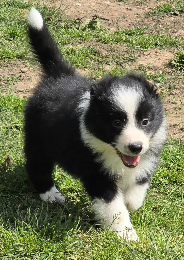 * CHIOT FEMELLE NOIRE ET BLANCHE *