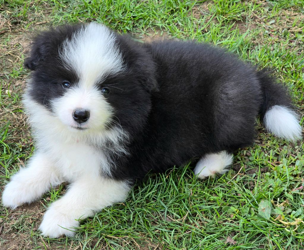 * AYA du Paradis des P'tits Cracks  *