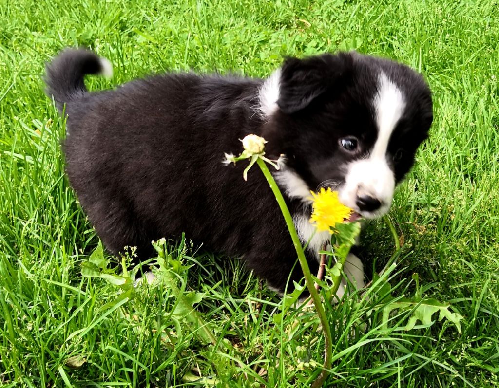 *  PERCEA  du Paradis des P'tits Cracks *