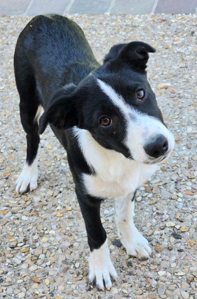 *  AKUNA du Paradis des P'tits Cracks *