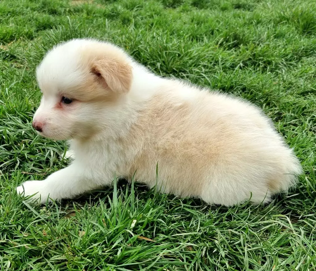 *  TORNADE du Paradis des P'tits Cracks *